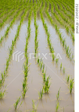 田植え 田植え 23459552