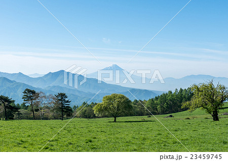 八ヶ岳高原牧場のやまなしの木と富士山 23459745
