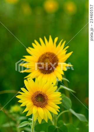満開のひまわりのクローズアップ 23460557