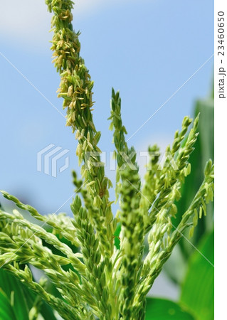 トウモロコシの花のクローズアップ 23460650