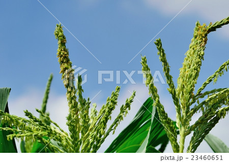 トウモロコシの花のクローズアップ 23460651