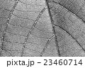 black and white texture more noise leaf pattern 23460714