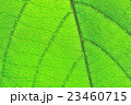 green leaf pattern texture 23460715