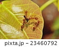 groups red ants attacking 23460792