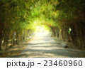 Solf and blure,dark Path Inside Tree Tunnel 23460960