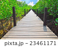 Wooden walkways in mangrove forest 23461171