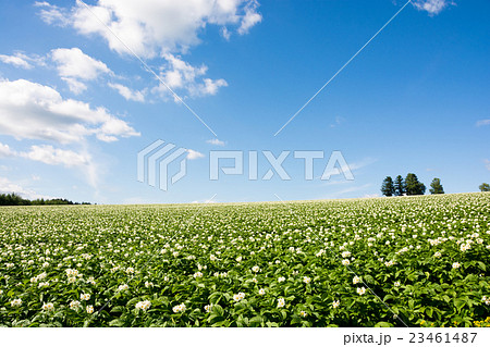 ジャガイモ畑と夏空 23461487