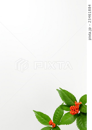 センリョウのフレーム センリョウのフレーム 23461884