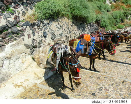 The donkeys on stairs of Santorini 23461963