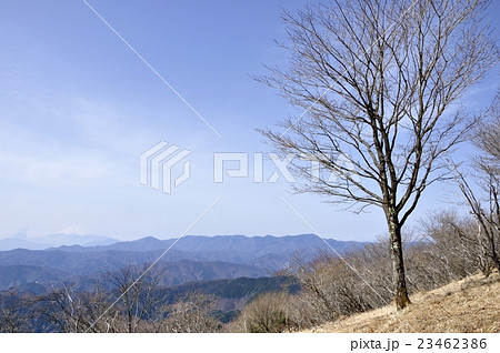 鷹ノ巣山の木立ちと富士山と大菩薩連嶺 23462386