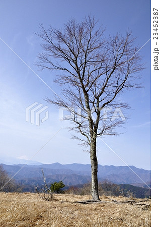早春の木立ちと大菩薩連嶺と富士山 23462387