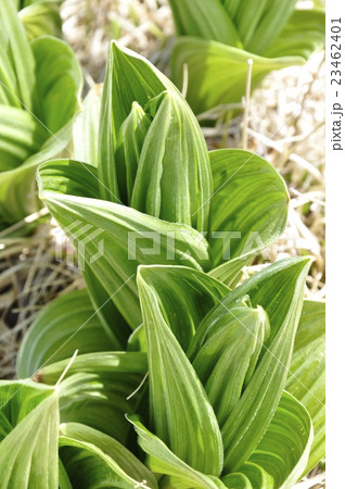 オオバイケイソウの若葉 23462401