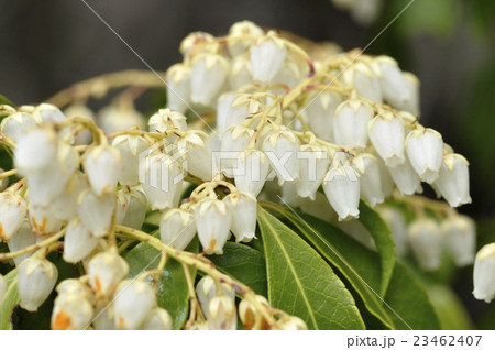 アセビ 23462407