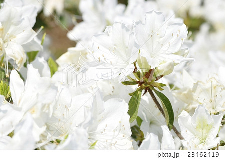 リュウキュウツツジ 23462419