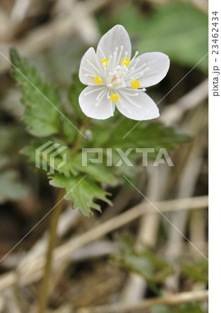 キンポウゲ科ツルシロカネソウ 23462434