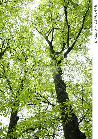 丹沢の森 ブナの緑 丹沢の森 ブナの緑 23462446