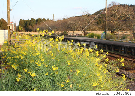 第三セクターいすみ鉄道国吉駅に咲く菜の花 23463802