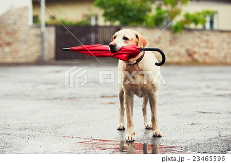 Dog in rain Dog in rain 23465596