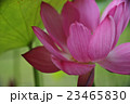 蓮、紅灯篭(べにとうろう) 23465830