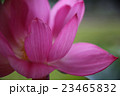 蓮、紅灯篭(べにとうろう) 23465832