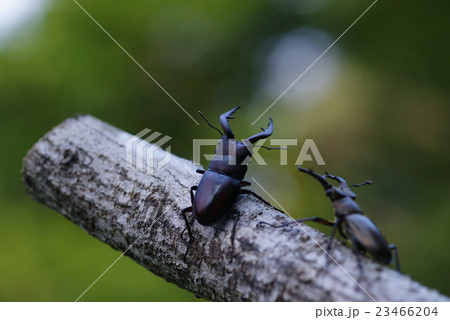 ノコギリクワガタ 23466204