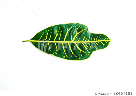 葉の背景素材・広葉のクロトン1葉水平・白バック横位置 葉の背景素材・広葉のクロトン1葉水平・白バック横位置 23467183