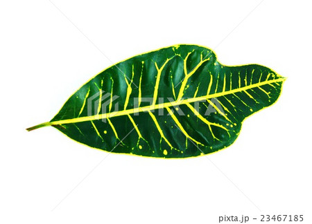 葉の背景素材・広葉のクロトン1葉水平・白バック横位置アップ 葉の背景素材・広葉のクロトン1葉水平・白バック横位置アップ 23467185