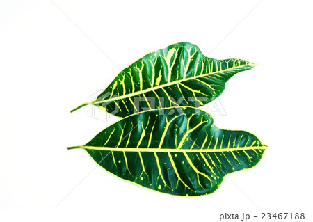 葉の背景素材・広葉のクロトン2葉水平・白バック横位置 23467188