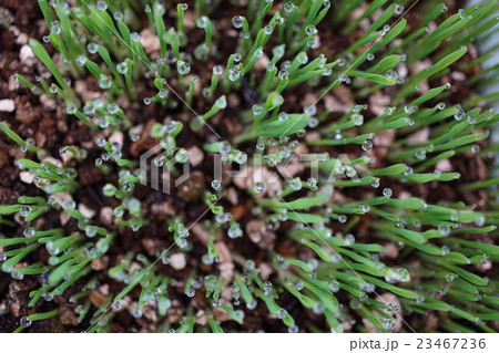 ペットグラス　水滴　 23467236