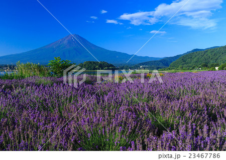 富士山　ラベンダー 23467786