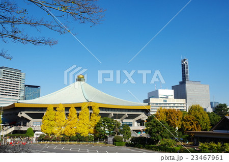 日本武道館と黄葉したイチョウ（東京都千代田区） 23467961
