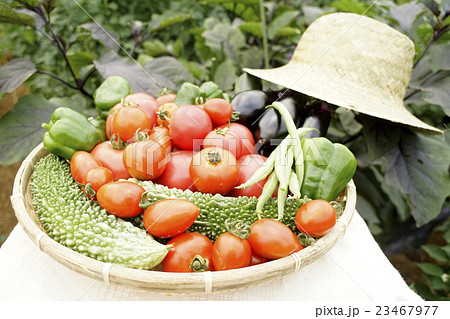 野菜の収穫 23467977