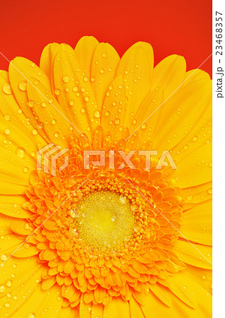 Yellow Gerbera Flower Yellow Gerbera Flower 23468357