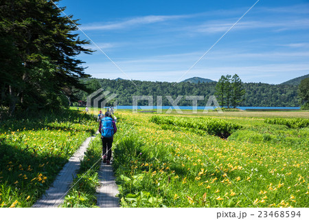 尾瀬　大江湿原のニッコウキスゲ大群生 23468594