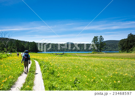 尾瀬　大江湿原のニッコウキスゲ大群生 23468597