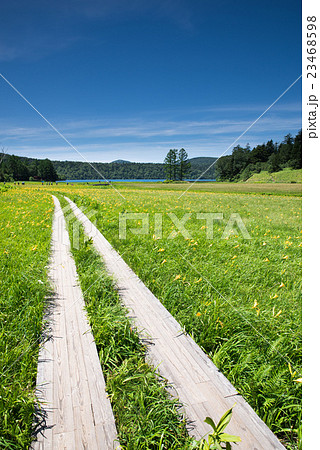 尾瀬 大江湿原のニッコウキスゲ大群生 尾瀬 大江湿原のニッコウキスゲ大群生 23468598