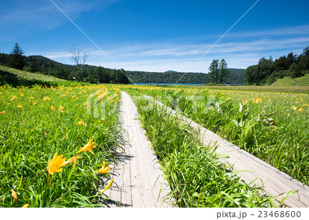 尾瀬　大江湿原のニッコウキスゲ大群生 23468600