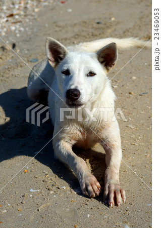 dog on the beach 23469053
