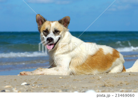 dog on the beach dog on the beach 23469060