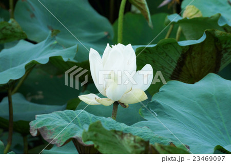 White lotus flower in the garden. 23469097