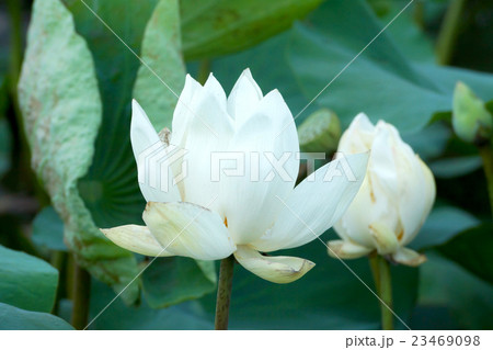 White lotus flower in the garden. 23469098