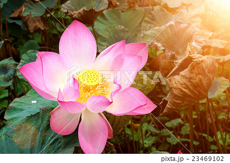 pink lotus flower in blooming pink lotus flower in blooming 23469102