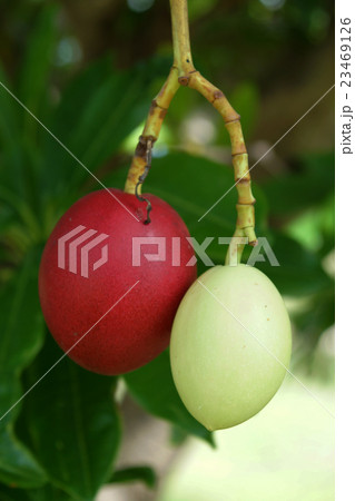 Cerbera oddloam fruit on tree 23469126