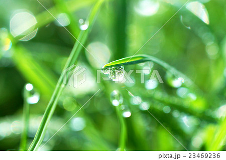 Fresh morning dew on spring grass Fresh morning dew on spring grass 23469236