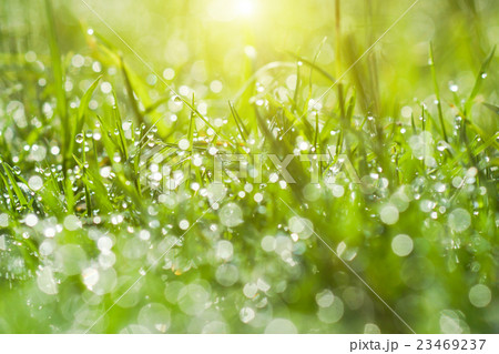 Fresh morning dew on spring grass Fresh morning dew on spring grass 23469237