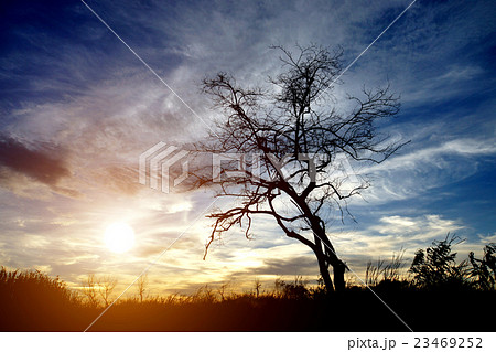magical sunset with dead tree silhouettes magical sunset with dead tree silhouettes 23469252