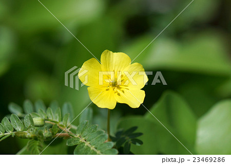 Yellow flowers. (Tribulus terrestris Linn.) 23469286