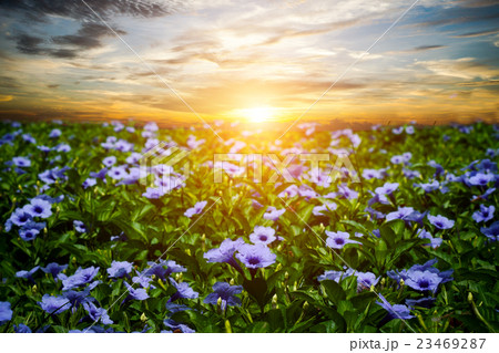 Purple flowers bloom in the morning. Purple flowers bloom in the morning. 23469287