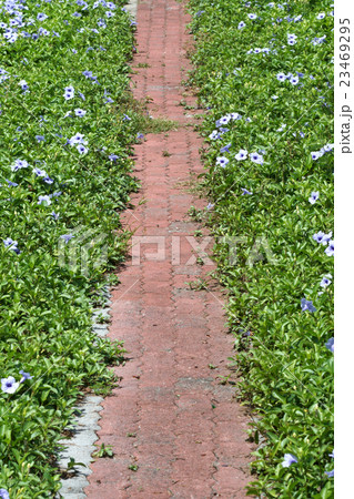 Purple flowers bloom in the morning. Purple flowers bloom in the morning. 23469295