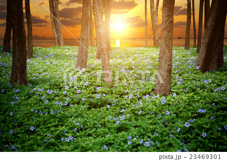 Purple flowers bloom in the morning. Purple flowers bloom in the morning. 23469301